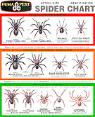 Printable Spider Identification Chart